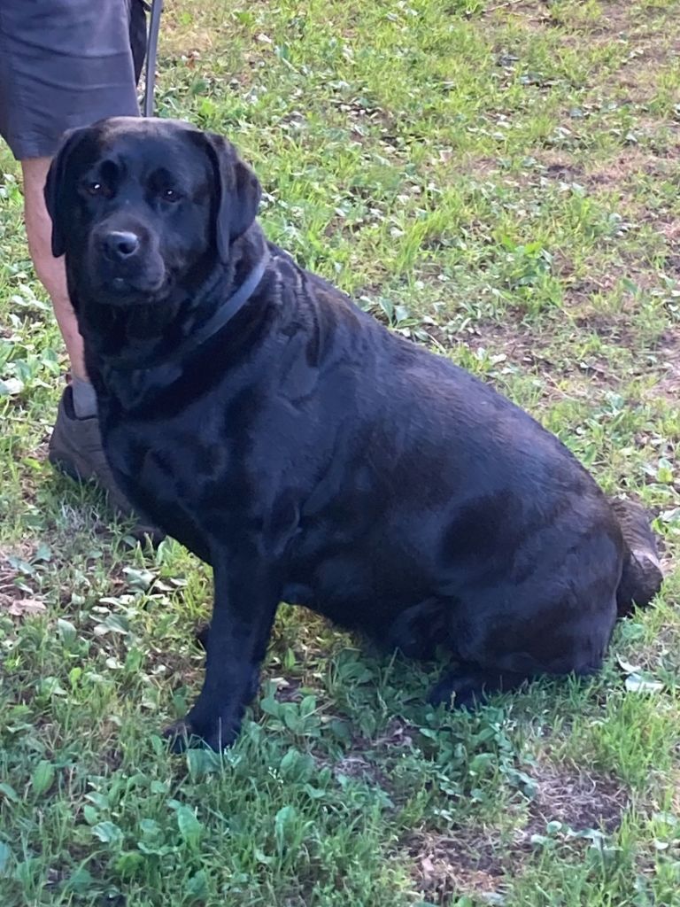R'mine black De Silver Swann