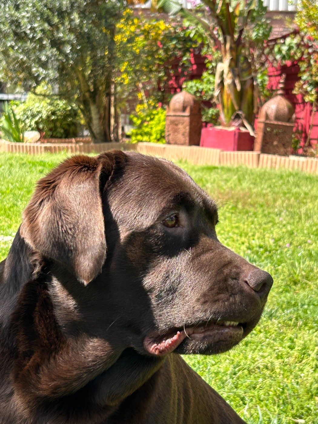 FEMELLE LABRADOR CHOCOLAT LOF de 3 ans 1/2 (née le 9.O2.22 à l'élevage) à VENDRE