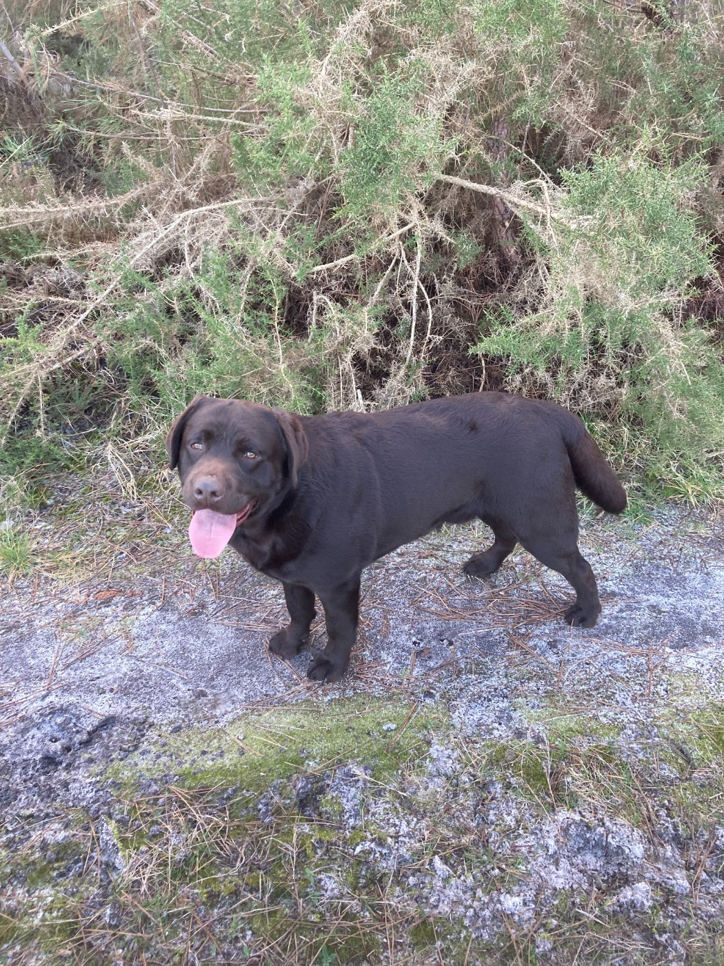 ETALON CHOCOLAT à VENDRE