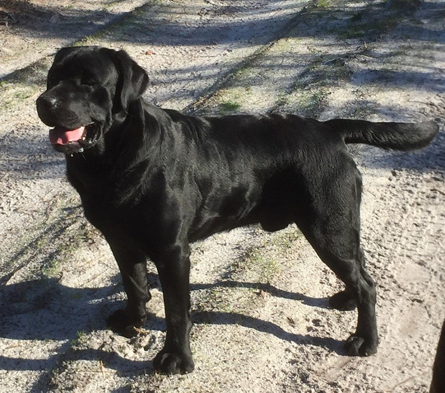 PLUS DE CHIOTS SABLES et NOIRS DISPONIBLES ont tous rejoint leur nouvelle famille