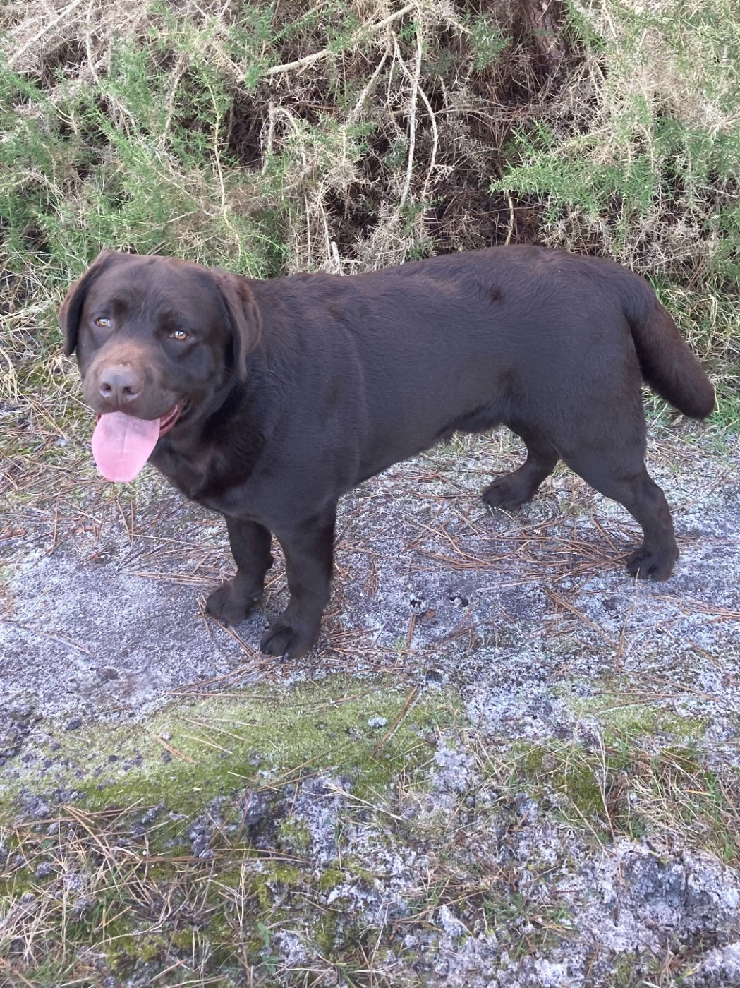MALE LABRADOR LOF ADULTE A VENDRE