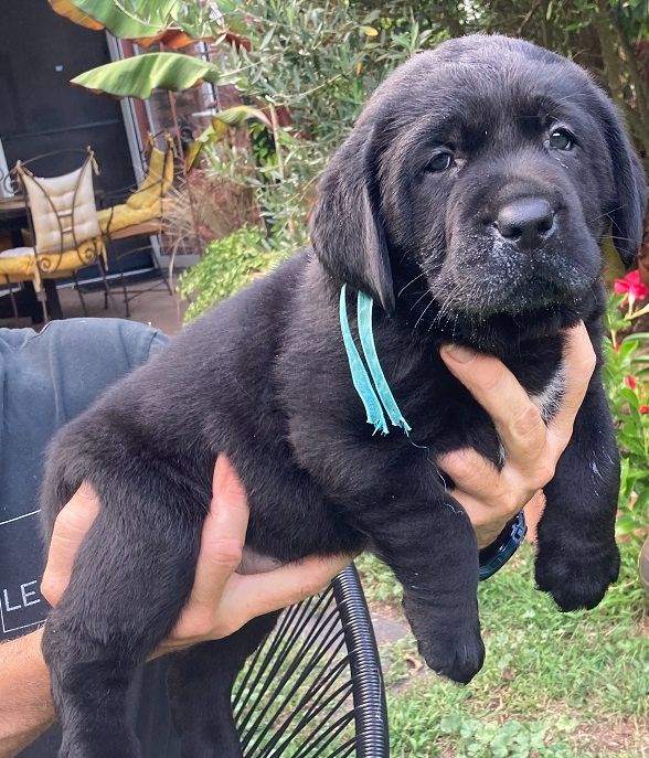 NAISSANCES DE CHIOTS LABRADORS LOF NOIRS NES LE 23 MARS 2025 