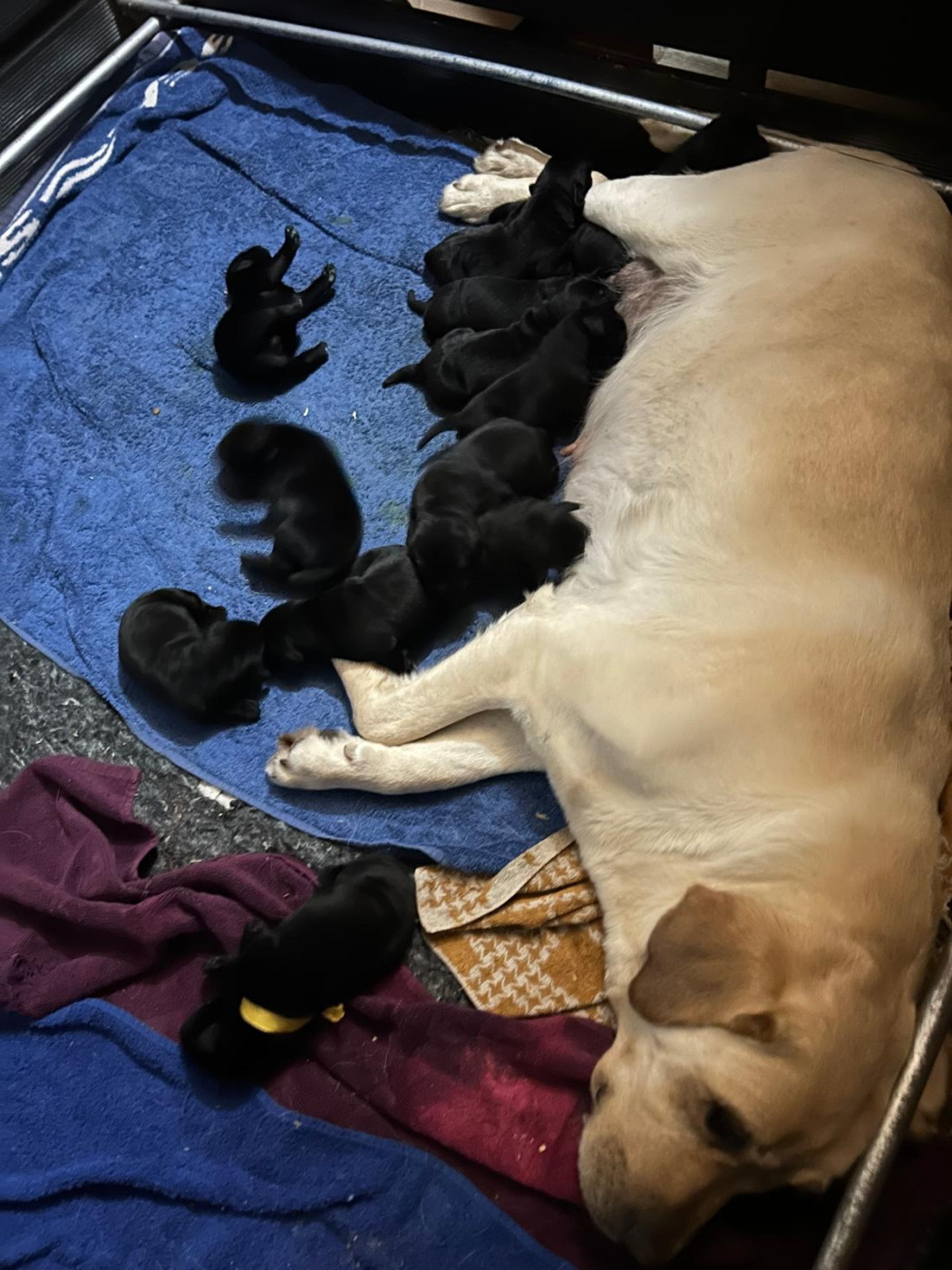 Chiot Labrador Retriever De Silver Swann