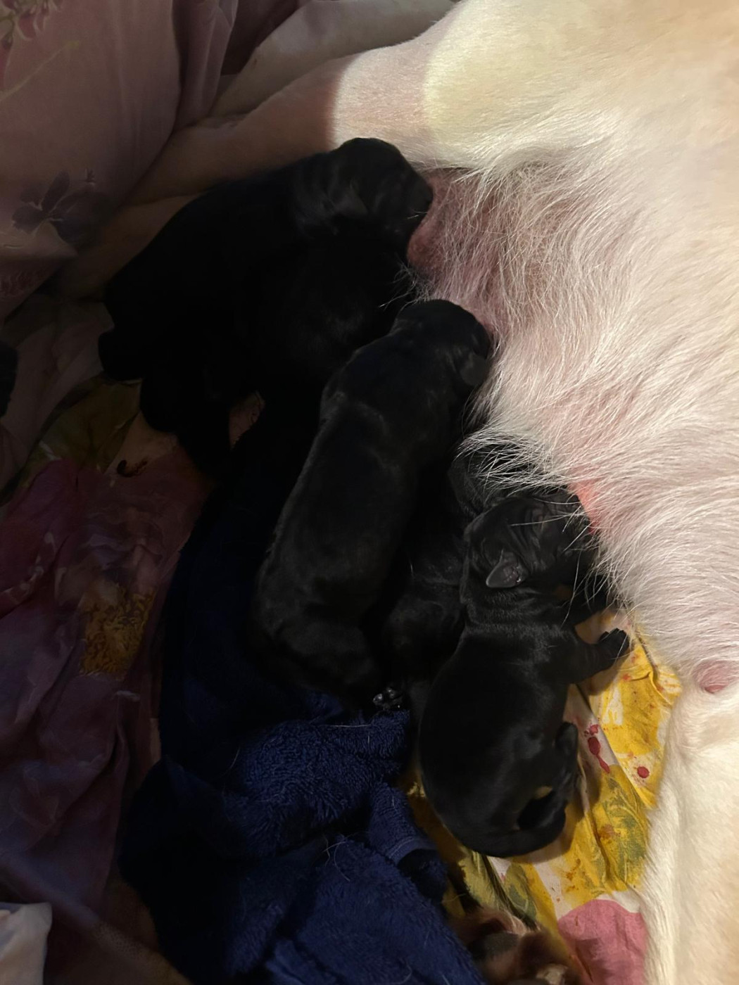 De Silver Swann - Chiots disponibles - Labrador Retriever