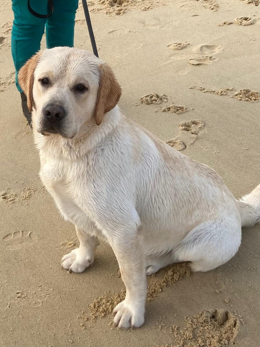 Chiot Labrador Retriever De Silver Swann