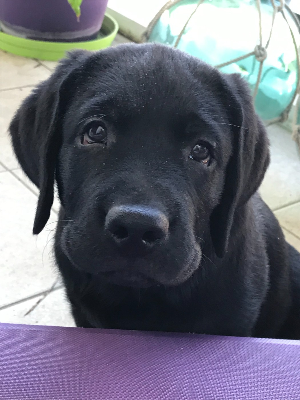 De Silver Swann - Chiots disponibles - Labrador Retriever