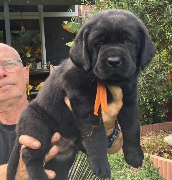 De Silver Swann - Chiots disponibles - Labrador Retriever
