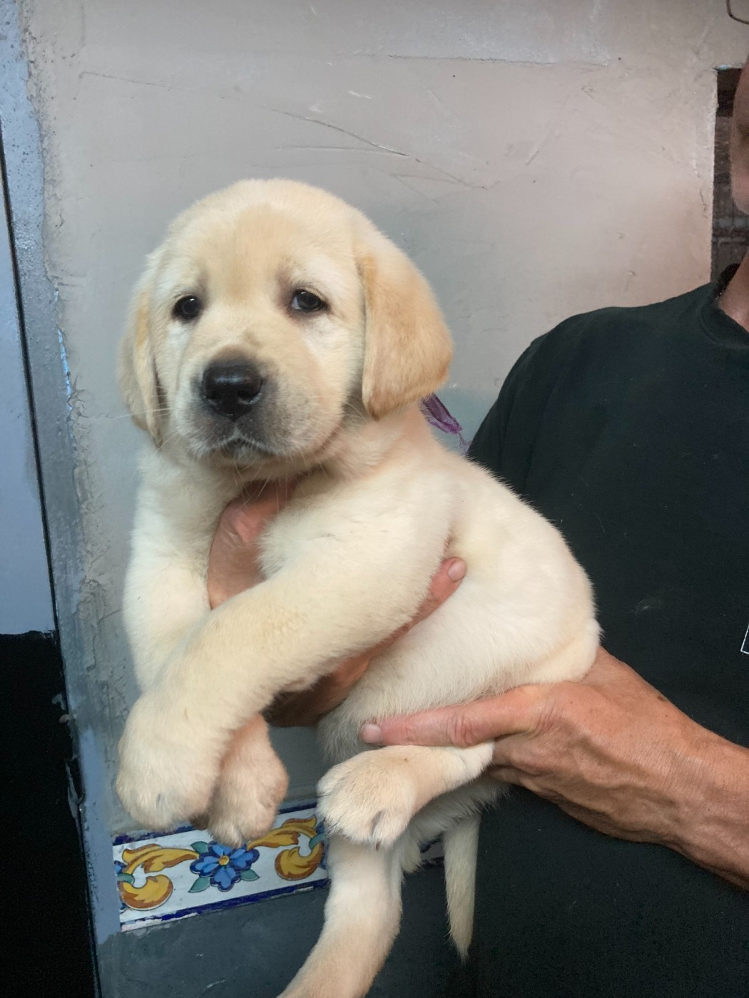 De Silver Swann - Chiots disponibles - Labrador Retriever