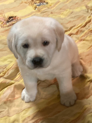 Chiot N°1